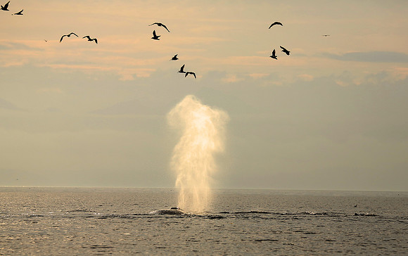 Humpback Whale Blow, Frederick Sound