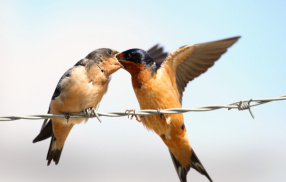Barn Swallows, Gustavis Alaska