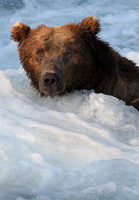Brown Bear, Katmai National Park