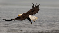 Bald Eagle, Launch