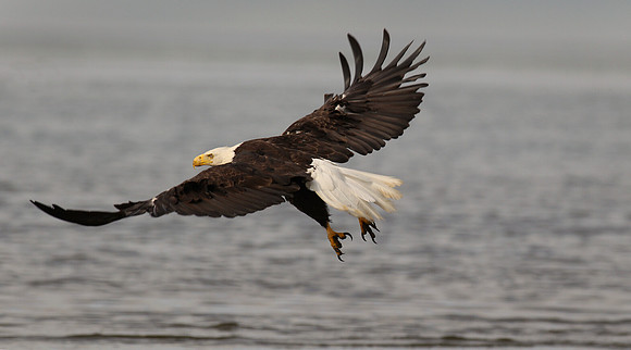 Bald Eagle, Launch