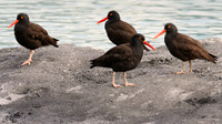 Black Oystercatchers, Glacier Bay National Park