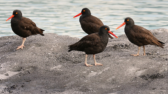 Black Oystercatchers, Glacier Bay National Park