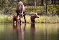 Moose and Twins, Denali National Park