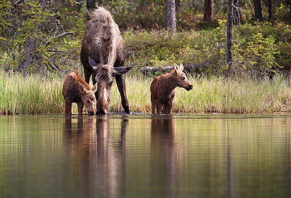 Moose and Twins, Denali National Park