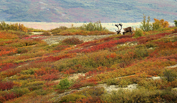 Caribou and Autumn Colors, Denali National Park
