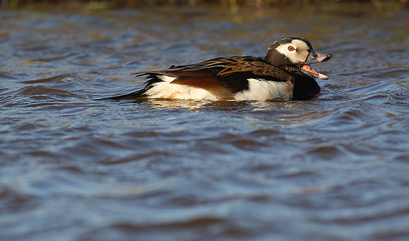 Long-tailed Duck