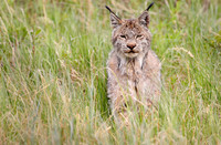 Canada Lynx, Denali National Park