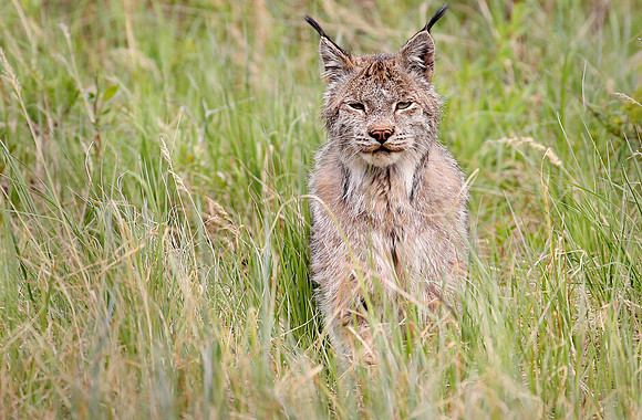 Canada Lynx, Denali National Park
