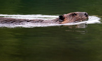 Swimming Beaver, Denali National Park