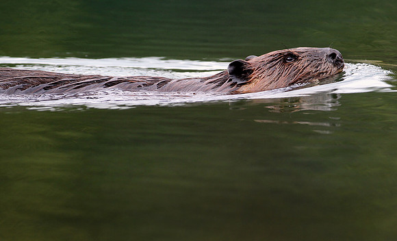 Swimming Beaver, Denali National Park