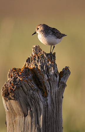 Semipalmated Sandpiper, Nome