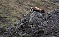 Resting Brown Bear, Denali National Park