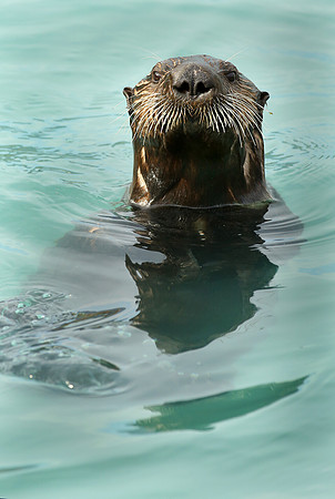 Curious Sea Otter,