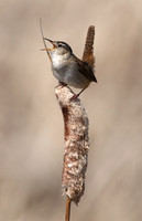 Marsh Wren