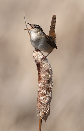 Marsh Wren