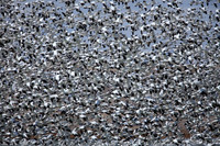 Snow Geese Flurry, Freeze out Lake Montana