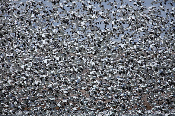 Snow Geese Flurry, Freeze out Lake Montana