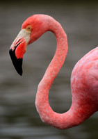 Flamingo, Equador