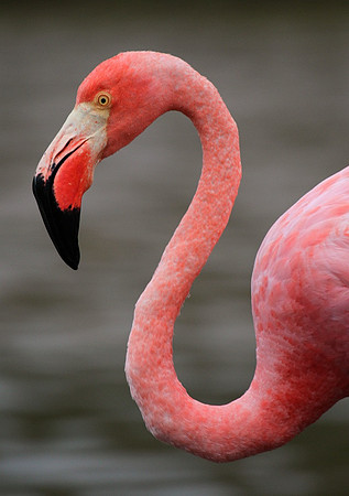 Flamingo, Equador