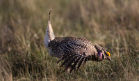 Columbia Sharp-tailed Grouse