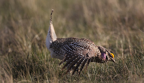 Columbia Sharp-tailed Grouse