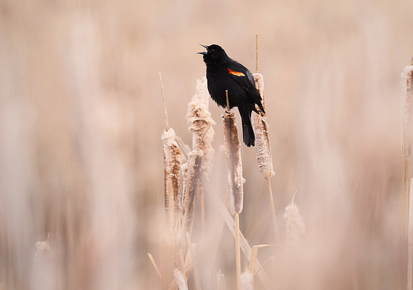 Spring Song, Red-winged balckbird