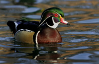 Wood Duck Drake