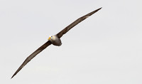 Waved Albatross, Galapagos Islands