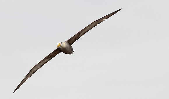 Waved Albatross, Galapagos Islands