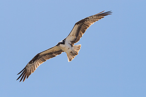 Osprey, Baja Mexico