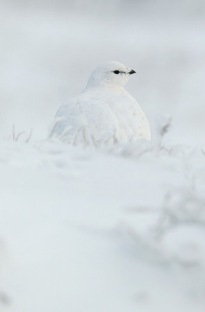 Rock Ptarmigan, Churchill Manitoba