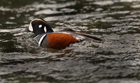 Harlequin Drake, Glacier N.P.