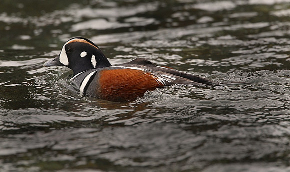 Harlequin Drake, Glacier N.P.