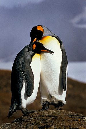 King Penguins, South Georgia Island