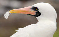 Nazca Booby, Galapagos Islands