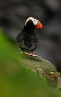 Tufted Puffin, St George Island