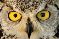 Great Horned Owl, Montana