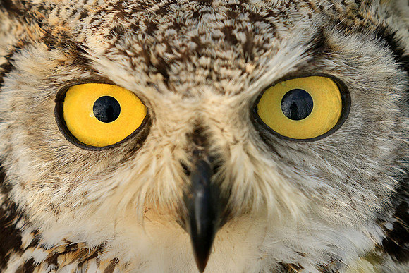 Great Horned Owl, Montana