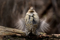 Ruffed Grouse Glacier N.P.
