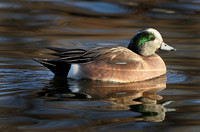 American Widgeon Drake