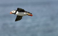 Atlantic Puffin, Newfoundland