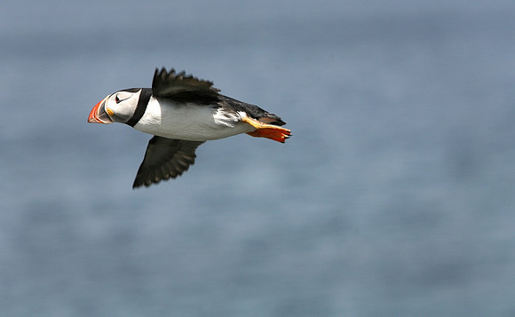 Atlantic Puffin, Newfoundland