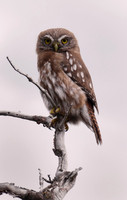 Pigmy Owl, Chile