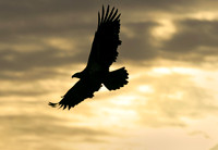 Bald Eagle #2