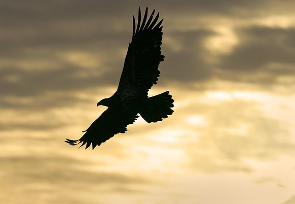 Bald Eagle #2