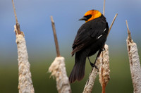 Yellow-headed Blackbird