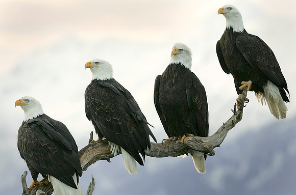 Resting Eagles, Alaska