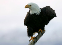 Bald Eagle #1