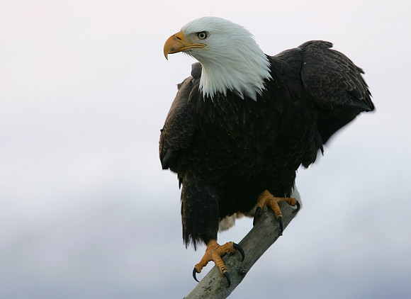 Bald Eagle #1